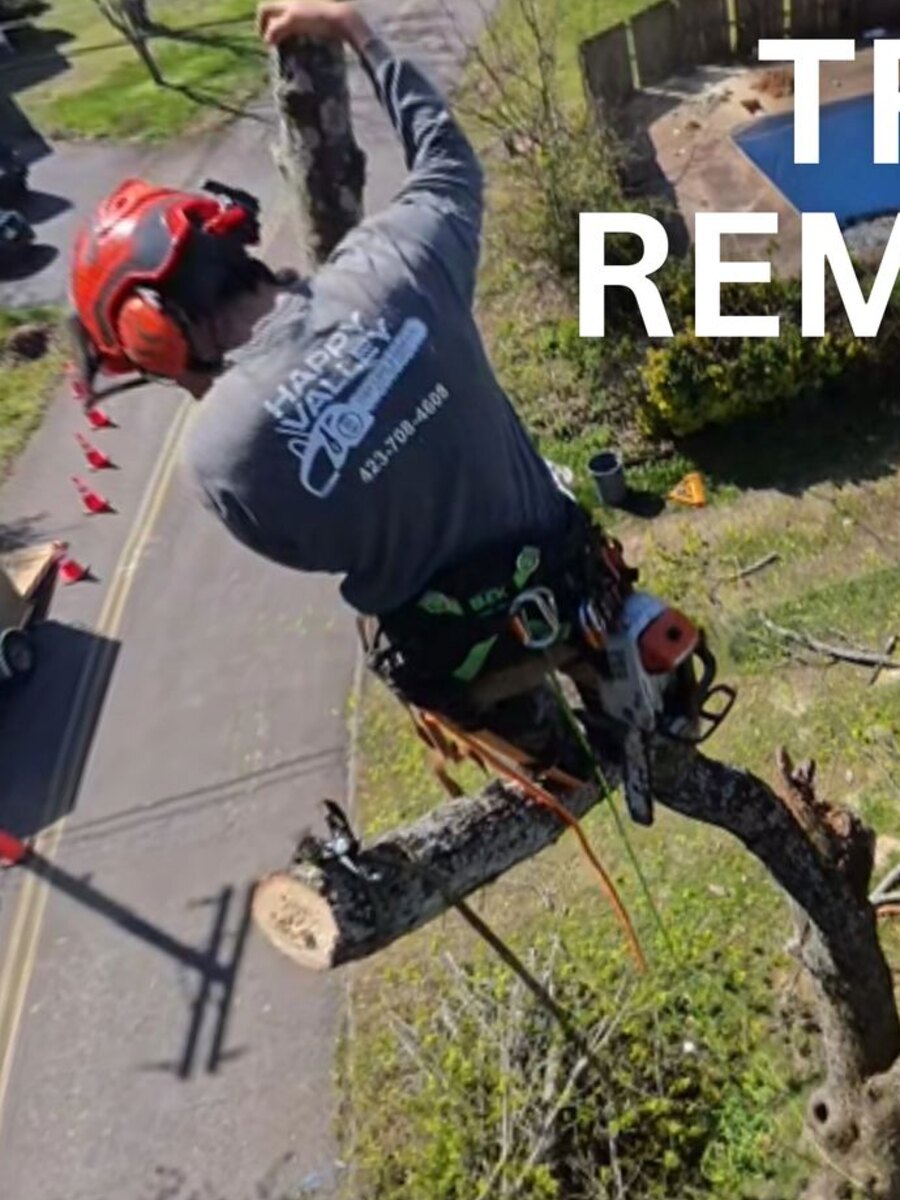 Tree removal work from a climber's perspective